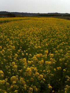 �؂̉Ԕ������I