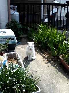 �ɂ�񂱂���