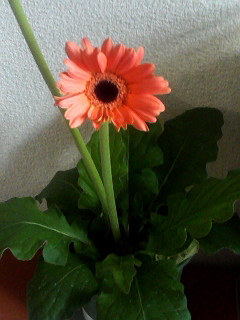 �����̃K�[�x������