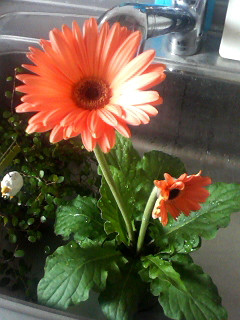 �K�[�x�����񂩂�䂢(Ɂ́R*)