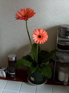 �����̃K�[�x������