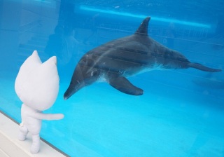 �C���J���񑧋ꂵ���Ȃ��̂��j���H