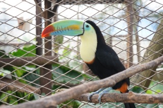 �I�I�n�V����Q�o�J���[�I