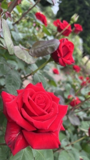 KN炢Ă