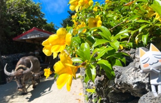 ƃgƉ🌼