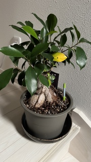 �ꖇ���F��