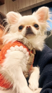 �����̂��Ȃ��l