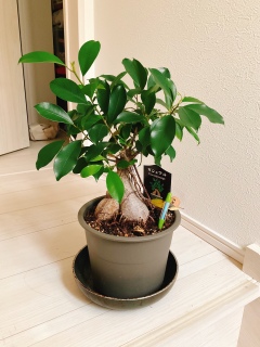 �K�W���}�����񌳋C�ŁB