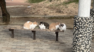 ���̌���