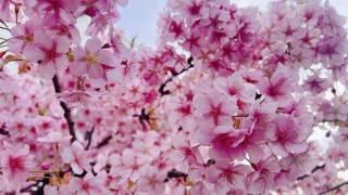 �͒Í����t���t