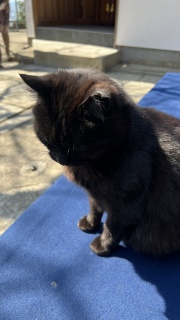 �ˑR���Ƀl�R�`���[��������