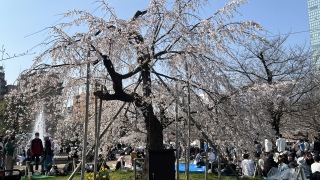 �������Y��