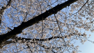 �Q�]��ŏ�����グ���炱���I