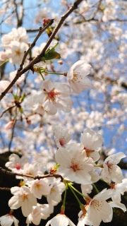 ��������🌸