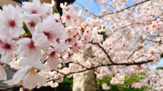 �����J�����ˁ[�I