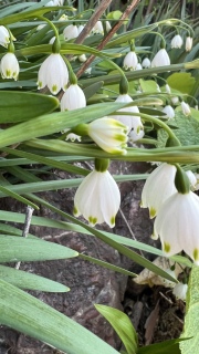 �쐶�̃X�Y������������