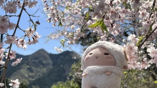 �����V�C