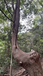 �L����🦒��