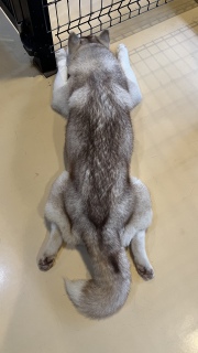 �n�X�L�[����I